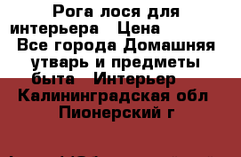 Рога лося для интерьера › Цена ­ 3 300 - Все города Домашняя утварь и предметы быта » Интерьер   . Калининградская обл.,Пионерский г.